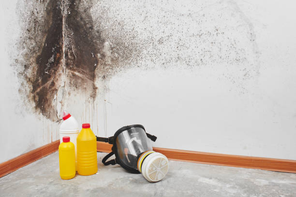 Best Professional Mold Removal  in Bayside Gardens, OR