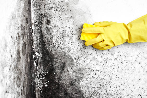  Bayside Gardens, OR Mold Removal Pros
