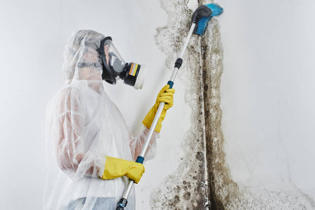 Certified Mold Removal in Bayside Gardens, OR