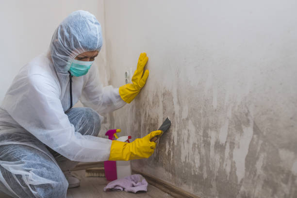 Best Crawl Space Mold Removal  in Bayside Gardens, OR