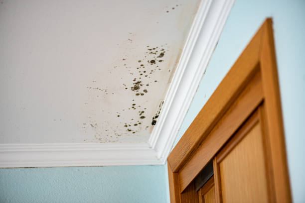 Best Mold Removal Specialists  in Bayside Gardens, OR