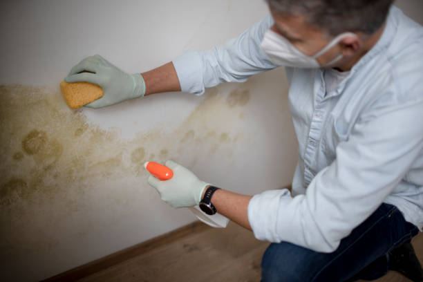 Best Mold Damage Repair  in Bayside Gardens, OR