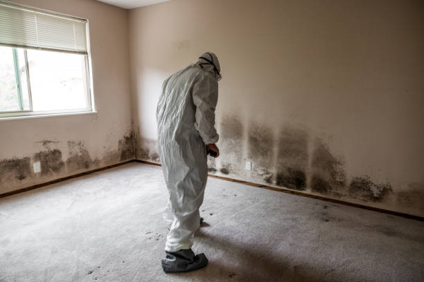 Best Best Mold Removal Companies  in Bayside Gardens, OR